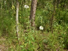 Hibiscus meraukensis