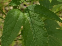 Hibiscus meraukensis
