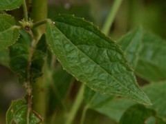 Hibiscus meraukensis