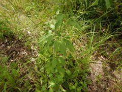 Hibiscus meraukensis