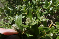 Salix brachycarpa