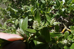 Salix brachycarpa