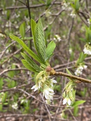 Oemleria cerasiformis