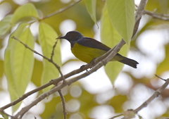 Anthreptes malacensis