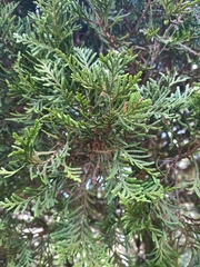 Libocedrus