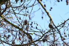 Cyanistes caeruleus