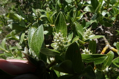 Salix brachycarpa