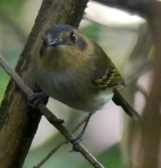 Poecilotriccus plumbeiceps