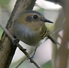 Poecilotriccus plumbeiceps