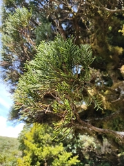 Libocedrus