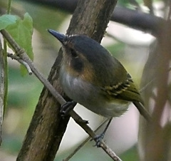 Poecilotriccus plumbeiceps