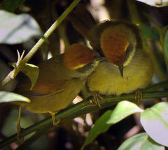 Synallaxis ruficapilla