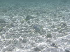 Acanthurus xanthopterus