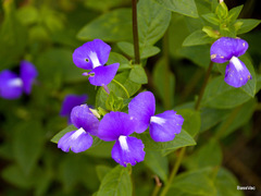 Achetaria azurea