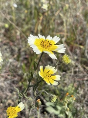 Layia gaillardioides