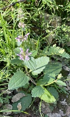 Stachys rigida rigida
