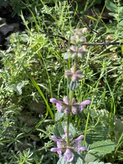Stachys rigida rigida
