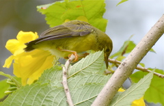 Anthreptes malacensis