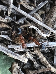 Formica neogagates