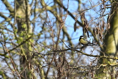 Parus major