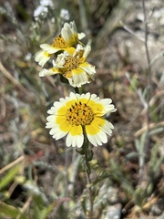 Layia gaillardioides