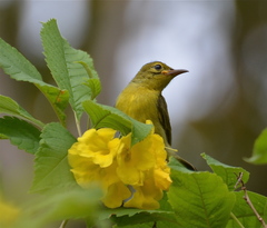 Anthreptes malacensis