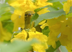 Anthreptes malacensis