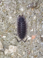 Porcellio echinatus