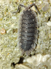 Porcellio echinatus