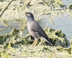 Acridotheres tristis