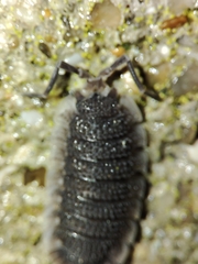 Porcellio echinatus