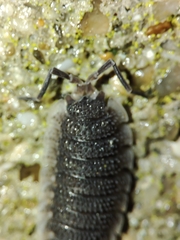Porcellio echinatus