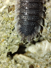 Porcellio echinatus