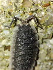 Porcellio echinatus