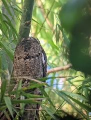Nyctibius griseus