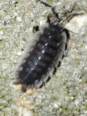 Porcellio echinatus