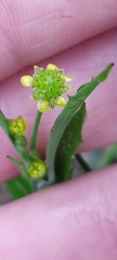 Ranunculus pusillus