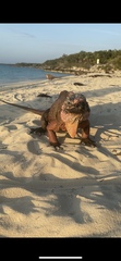 Cyclura cychlura