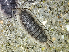 Porcellio echinatus