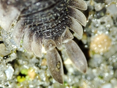Porcellio echinatus