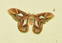 Rothschildia hopfferi