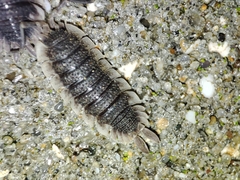Porcellio echinatus