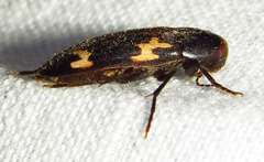 Dircaea liturata