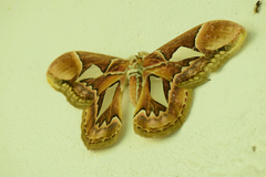 Rothschildia hopfferi