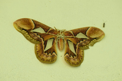 Rothschildia hopfferi