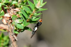 Callibracon capitator