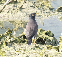 Acridotheres tristis