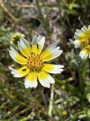 Layia gaillardioides