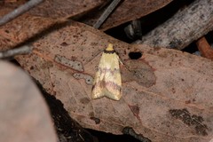 Heteroteucha anthodora