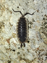 Porcellio echinatus